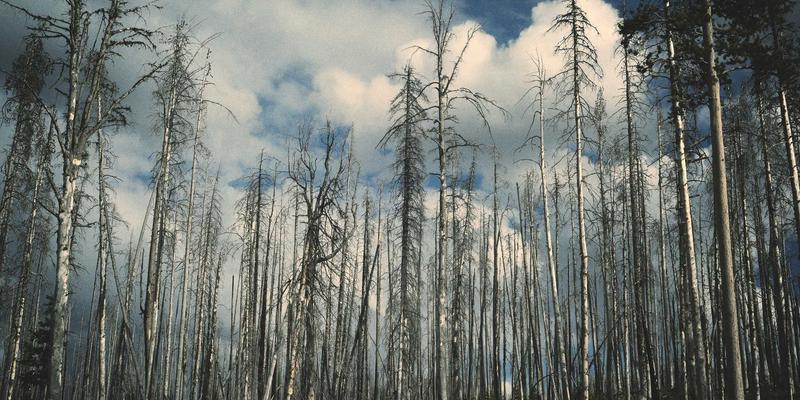 从装饰到美食:零浪费派对策划全攻略,打造难忘的绿色主题生日派对